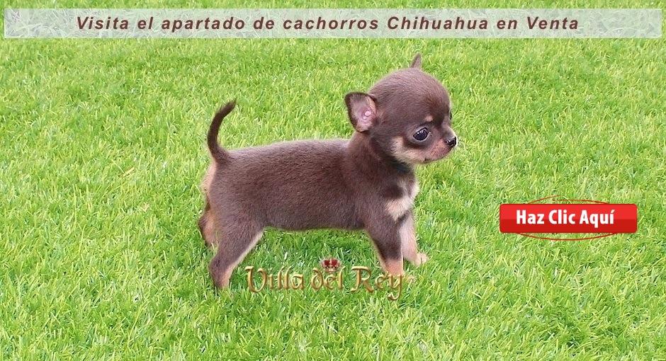 Criadero de Chihuahuas en Huesca